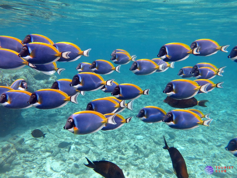 Four Seasons Resort Maldives at Kuda Huraa - фото отеля