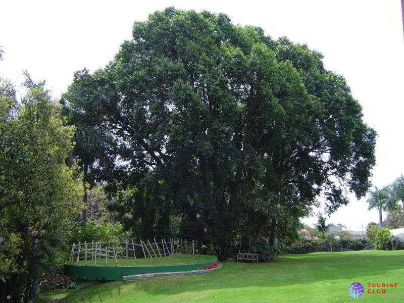 Posada Jacarandas - фото отеля